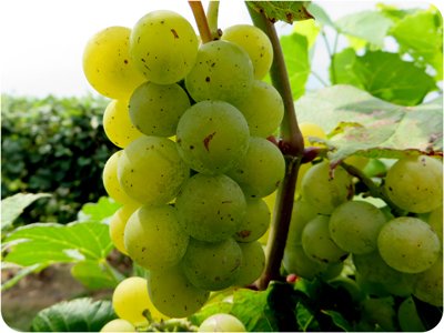 Brianna grapes