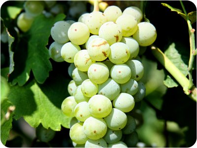 Cayuga White grapes