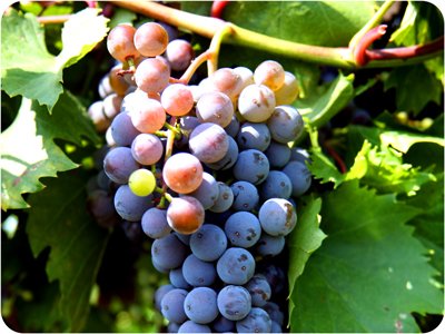 Frontenac Gris grapes