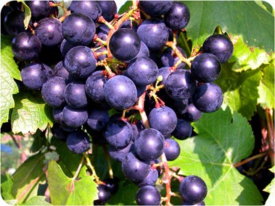 Noiret grapes