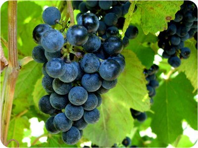 Norton grapes