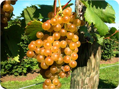 Seyval grapes