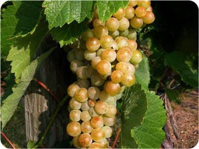 Traminette grapes