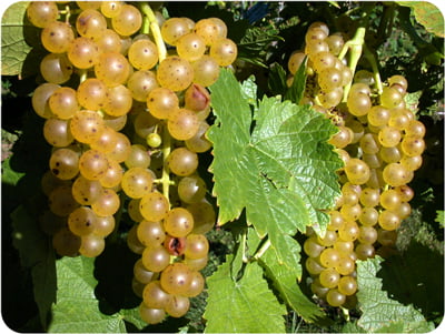 Vidal grapes