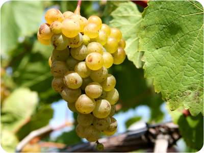 Vignoles grapes